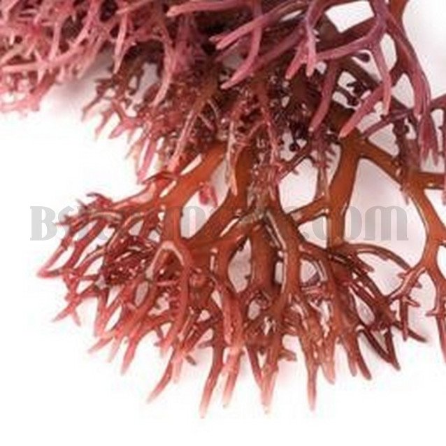 Предпазващ мицеларен спрей с екстракт от червени водорасли Eugène Perma 1919 La Brume Bouclier Protective Mist Предпазващ мицеларен спрей с екстракт от червени водорасли Eugène Perma 1919 La Brume Bouclier Protective Mist